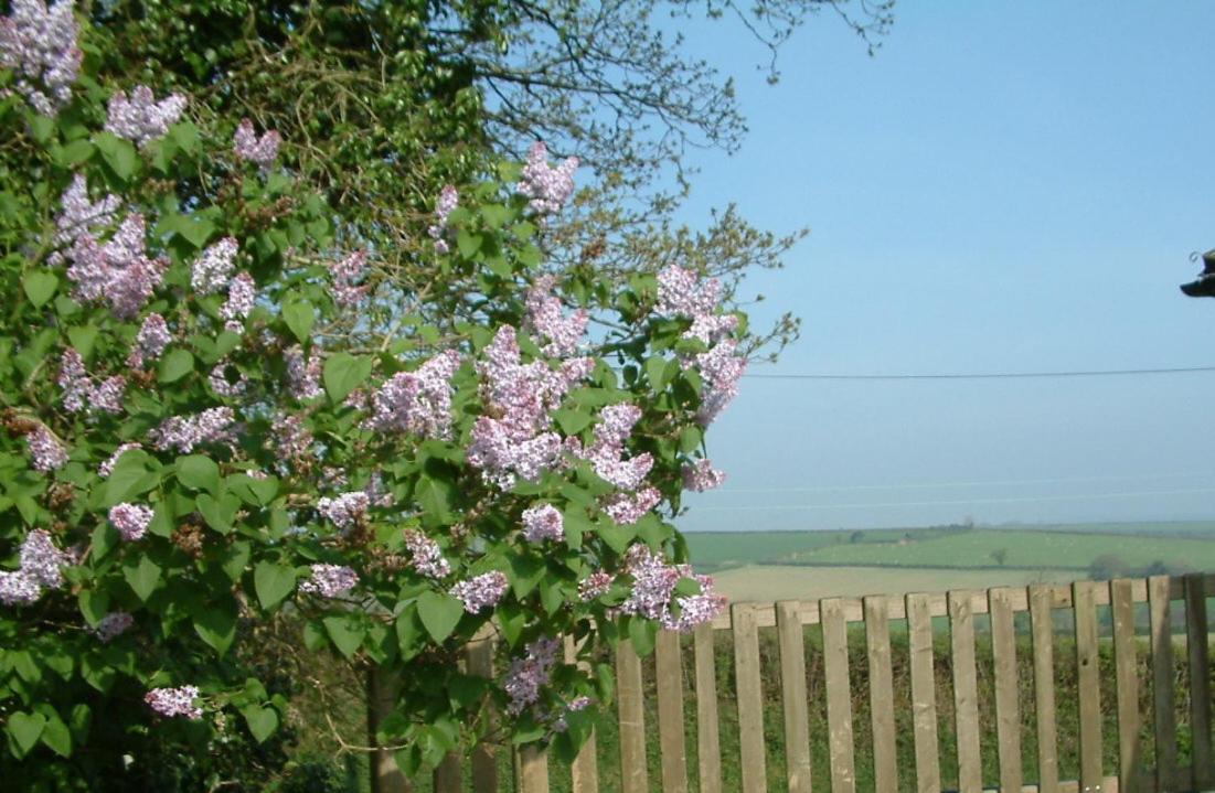 Harvest Home Guest House Тависток Экстерьер фото